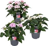 Plant in a Box - Starcluster Pentas - Rubiaceae - Mix van 3 - Bloeiende kamerplant - Pot 13cm - Hoogte 25-45cm