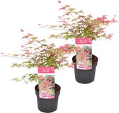Plant in a Box - Acer palmatum ´Beni Maiko´ - Set van 2 - Japanse Esdoorn boom - Rood-roze bladeren - Winterhard - Pot 19 - Hoogte 60-70cm