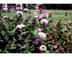 Watermunt (Mentha aquatica) - Vijverplant - 3 losse planten - Om zelf op te potten - Vijverplanten Webshop