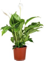 Spathiphyllum 'Bingo Cupido' - Lepelplant - Kamerplant - Luchtzuiverend - ⌀17 cm - 65-75 cm