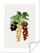 Poster Druiven - Bladeren - Eten - 120x160 cm XXL