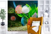 Behang - Fotobehang Vissen in een aquarium - Breedte 300 cm x hoogte 300 cm