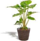 Alocasia Portodora Met mand - Olifantsoor - 80cm hoog , 21Ø - Kamerplant