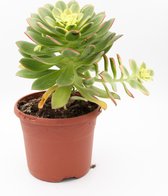 Ikhebeencactus | Set 2 stuks | Melocactus matanzanus | cactus | 10.5 cm pot | 15 cm hoog