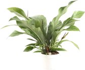Anthurium 'Jungle Bush' ↨ 55cm - hoge kwaliteit planten