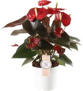 Anthurium Coral Champion ↨ 50cm - hoge kwaliteit planten