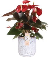 Anthurium Coral Champion in sierpot Medan (wit) ↨ 50cm - hoge kwaliteit planten