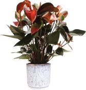 Anthurium Rainbow in Medan sierpot wit ↨ 50cm - hoge kwaliteit planten
