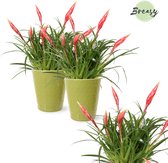 Breasy Bromelia Multiflora Astrid in groene keramieken sierpot | 2 stuks | Ø 13cm |  30-35 cm