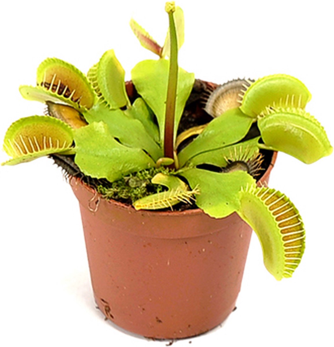 Dionaea Muscipula - Vleesetende plant - P9