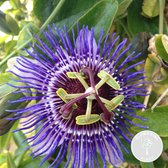 Passiflora 'Purple Haze' – Passiebloem – Klimplant – Onderhoudsvriendelijk -⌀15 cm - 60-70 cm