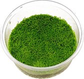 Moerings aquariumplanten - Riccia 3x in vitro cup 100cc