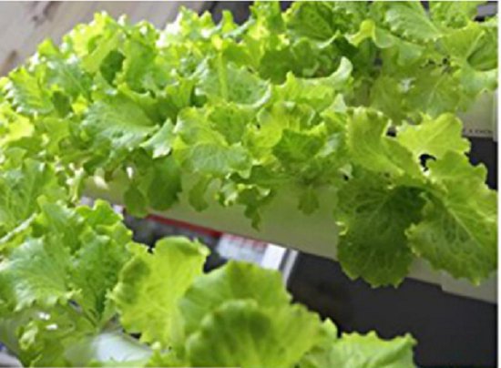 De Perfecte Workshop voor Elk Kweeksysteem! - Moestuinieren met Suus