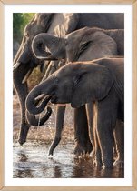 Poster Met Eiken Lijst - Afrikaanse Olifanten Poster