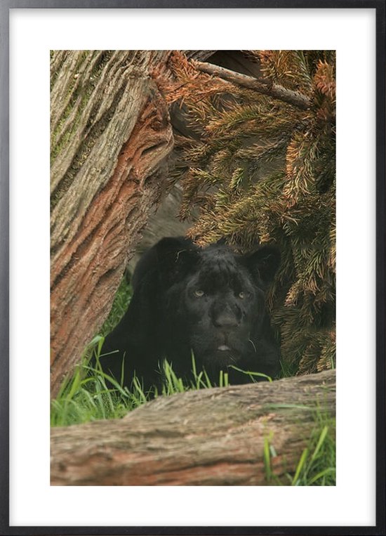 Poster Met Lijst - Black Panther Poster (21x30cm)