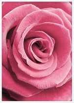 Poster Met Witte Lijst - Roze Roos Poster