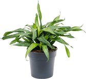 Plantenwinkel Sancaena Fireflies Green 50 cm kamerplant