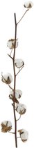 Katoen (Gossypium) Wit - 8 Bollen