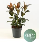 Kamerplant van Botanicly – Rubberboom – Hoogte: 50 cm – Ficus elastica