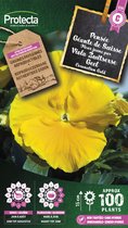 Protecta Bloemen zaden: Viola Zwitserse Geel | Zwitserse reus