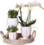 Kolibri Orchids | Complete plantenset Face-2-Face wit | Groene planten met witte Phalaenopsis orchidee in Scandic wit sierpot en Face-2-Face witte sierpotten incl. accessoires
