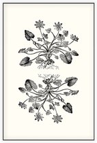 Gewoon Speenkruid zwart-wit (Lesser Celandine) - Foto op Akoestisch paneel - 80 x 120 cm