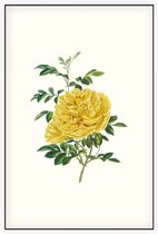 Rosa Foetida Aquarel (Persian Yellow Rose) - Foto op Akoestisch paneel - 150 x 225 cm