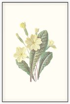 Sleutelbloem (Prim Rose) - Foto op Akoestisch paneel - 150 x 225 cm