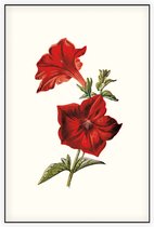 Crimson Petunia (Crimson Petunia White) - Foto op Akoestisch paneel - 100 x 150 cm