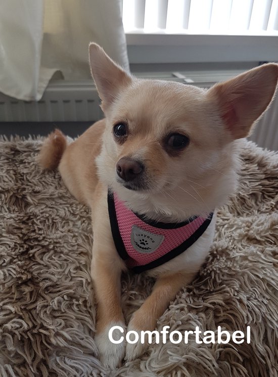 XFSRG Hondentuigje Voor Kleine Honden En Riem, Reflecterend Tuigje Honden Met Zacht Gevoerd Step In Verstelbaar Borstharnas Puppy S Katten Grijs L 2889301570