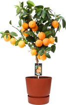 FloriaFor - Citrus Red Lime Op Stam In ELHO Outdoor Sierpot Greenville Rond (brique) - - ↨ 80cm - ⌀ 25cm