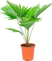 Livistona Rotundifolia | Waaierpalm
