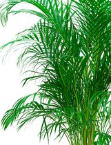 Areca Lutescens in watergevende Cararo taupe | Goudpalm