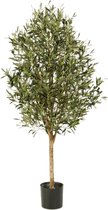 Olea naturel vine tree Stam