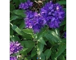 6 x Campanula glomerata ' Superba' - KLUWENKLOKJE - pot 9 x 9 cm