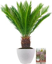 Pokon Powerplanten Cycas Palm ↕75 cm - Buitenplant - in Pot (Nova, Terrazzo Wit) - Cycas Revoluta - Palm voeding inbegrepen