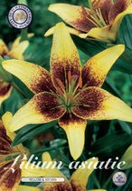 3 x Lilium | Asiatic Yellow & Brown