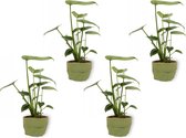 4x Kamerplant Monstera Deliciosa Tauerii – Gatenplant - ± 35cm hoog – 12 cm diameter  - in groene sierzak