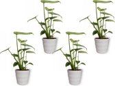 4x Kamerplant Monstera Deliciosa Tauerii – Gatenplant - ± 35cm hoog – 12 cm diameter  - in witte pot