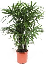 Rhapis Excelsa ↨ 110cm - hoge kwaliteit planten