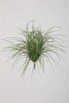 Hangplant Grassen - topkwaliteit decoratie - Groen - zijden tak - 72 cm hoog