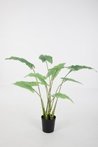 Kunstplant Alocasia - topkwaliteit decoratie - Groen - zijden tak - 60 cm hoog
