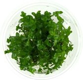 Plantes d'Aquarium Moerings : Bacopa caroliniana in vitro (3x godet 100cc)
