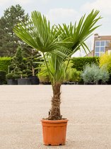 Plantenwinkel Chinese Waaierpalm Trachycarpus Fortunei XS 150 cm tuinplant