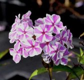 6 x Phlox maculata 'Natascha' - VLAMBLOEM - pot 9 x 9 cm