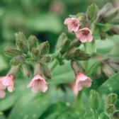 6 x Pulmonaria sacch. 'Dora Bielefeld' - longkruid in pot 9 x 9 cm