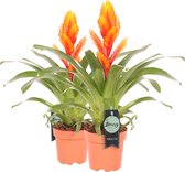 Breasy Bromelia Vriesea Intenso Orange | tropisch bloeiende kamerplant| 2 stuks | Ø12cm |  35-50 cm