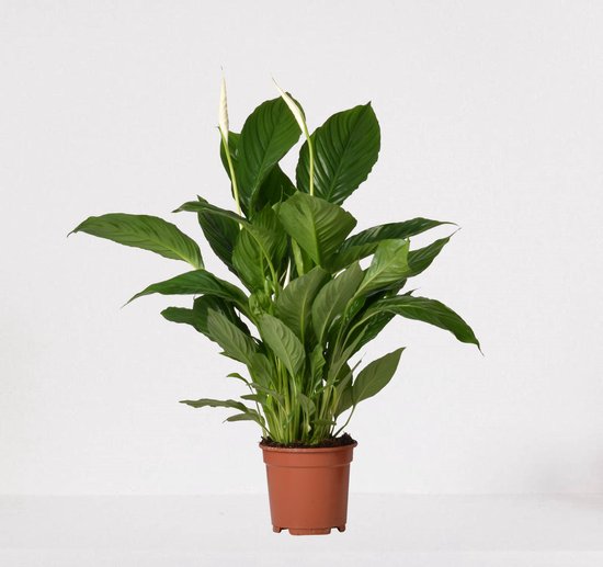Easy-IndoorPlants Spathiphyllum – witte kamerplant