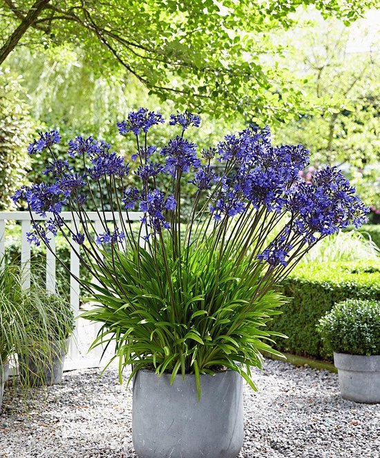 Garden Select - Agapanthus Blauw Giant - 2 Stuks - Potplant - Vaste Plant -  Exotische... | bol.com