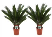 Cycas Revoluta Palmbomen – Set van 2 Palmen – Voor Binnen en Buiten